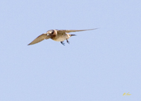 Cliff Swallow
